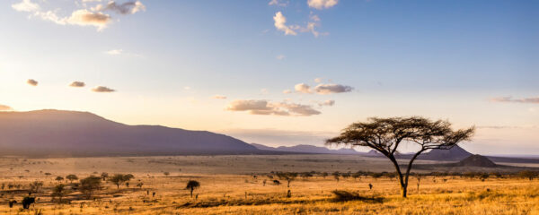 Safari en Afrique